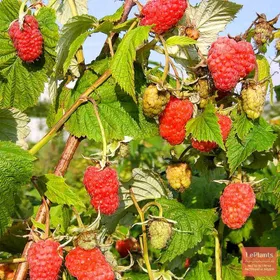 Сорти малини Ювілейна