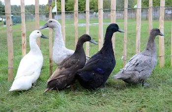 Породи качок Ворст