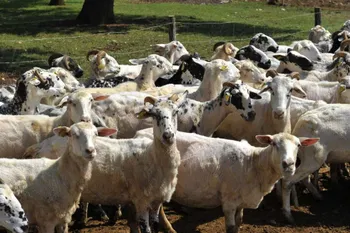 Породи овець Істрійська молочна (Istrian Milk)