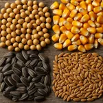 Фото Закуповуємо сільськогосподарську продукцію по всій Україні