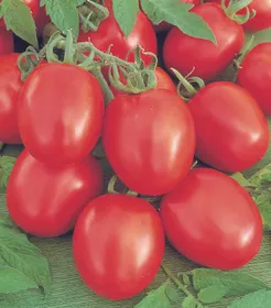 Сорти помідорів Беніто F1 / Benito F1