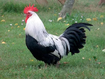 Породи курей Доркінг