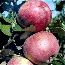 Сорти яблунь Млиевчанка осіння