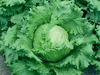 Сорти капусти Максімо