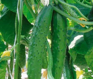 Сорти огірків Аскер F1