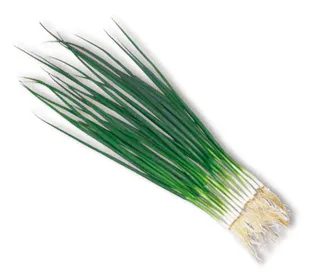 Сорти цибулі Тотем