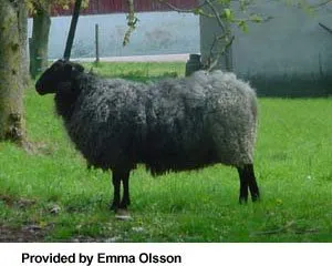 Породи овець Шведська хутрова | Swedish Fur Sheep