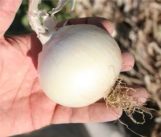 Сорти цибулі Вайт Рок F1 (White Rock F1)