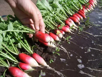 Сорти коренеплідних Редис французский сніданок