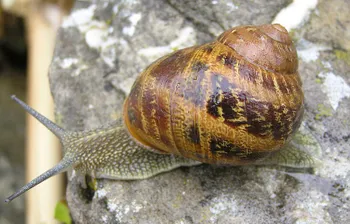 Види равликів The Gros Gris (Helix aspersa maxima)