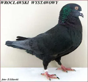 Породи голубів Вроцлавський виставковий
