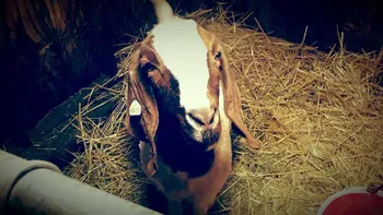 Породи кіз Бенадір