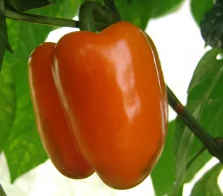 Сорти перцю Кубіста F1