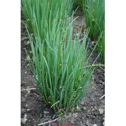 Сорти цибулі Еректа / Erecta