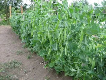 Культури Горох