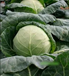 Сорти капусти Ортус 06-024 F1