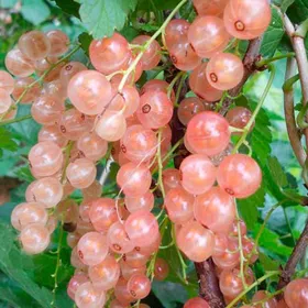 Сорти смородини Роза смородина рожева