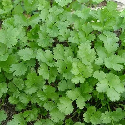 Авангард
