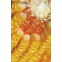 Сорти злакових Латизана