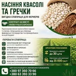 Фото Насіння білої квасолі та гречки — продаж