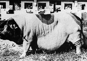 Породи свиней Велика Чорно-Біла