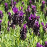 Фото Bandera Deep Purple