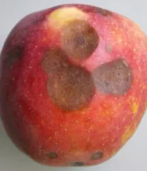 3852