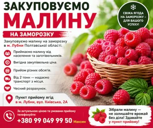 Купуємо малину на заморозку