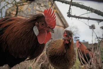 Породи курей Альтштейр