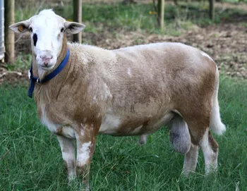 Породи овець Катахдинська (Katahdin)