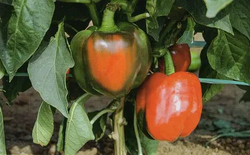 Сорти перцю Сондела F1 / Sondela F1