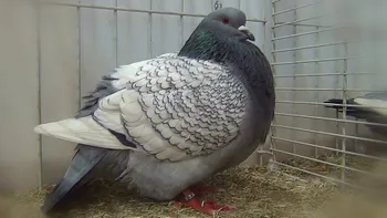 Породи голубів Польська Рись