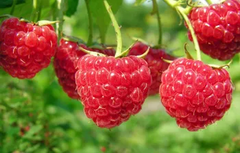 Сорти малини Рубінова