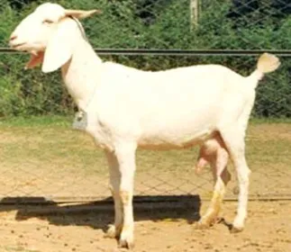 Породи кіз Сураті