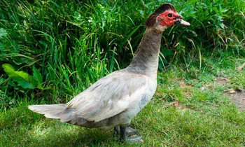 Породи качок Мускусна качка (Індокачка)