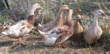 Породи качок Золотий Каскад