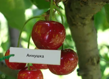 Сорти черешні Аннушка