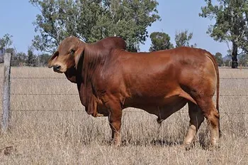 Породи корів (ВРХ) Африканець (Africander)