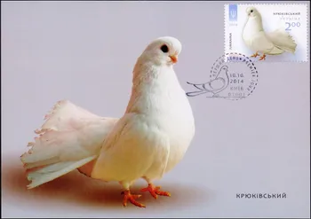 Породи голубів Крюківський (Кременчуцький)