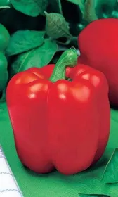 Сорти перцю Елефант F1