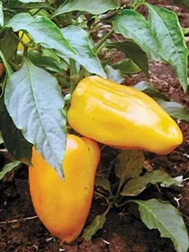 Сорти перцю Цітрина