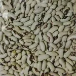 Фото Посівмат квасолі Ред Кідні,  Червона Шапочка, Неві Бінс, Пінто