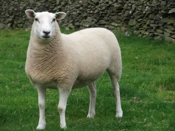 Породи овець Лейн (Lleyn)