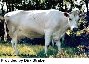 Породи корів (ВРХ) Вестландський Фьорд (Vestland Fjord)