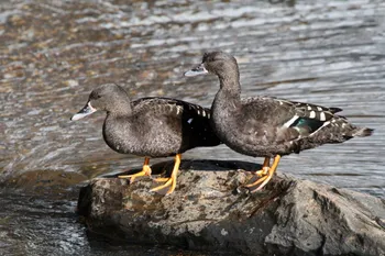 Породи качок Африканська Чорна