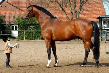 Породи коней Тракенер (Trakehner)