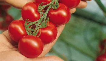 Сорти помідорів Кампарі F1 / Campari F1