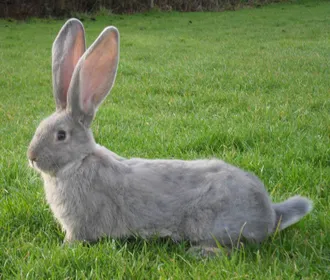 Породи кроликів Конті