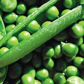 Сорти гороху Дитячий цукровий