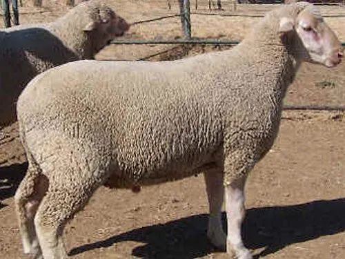 Південноафриканський Меріно (South African Merino)